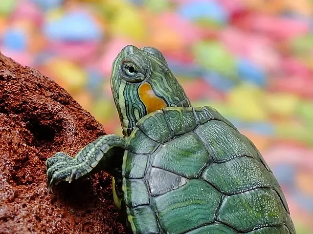 Tout savoir sur l’adoption d’une tortue
