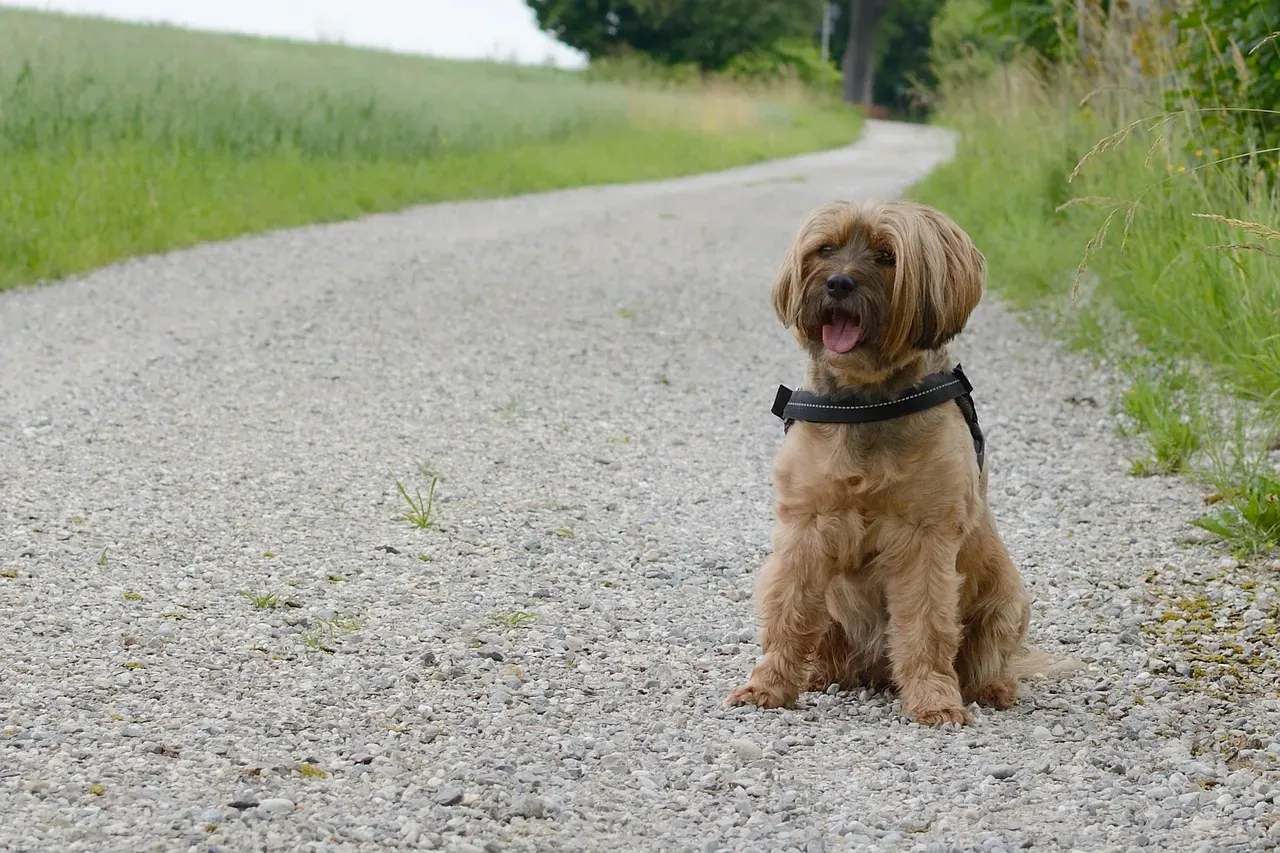 Que faire lorsque l’on trouve un animal ?