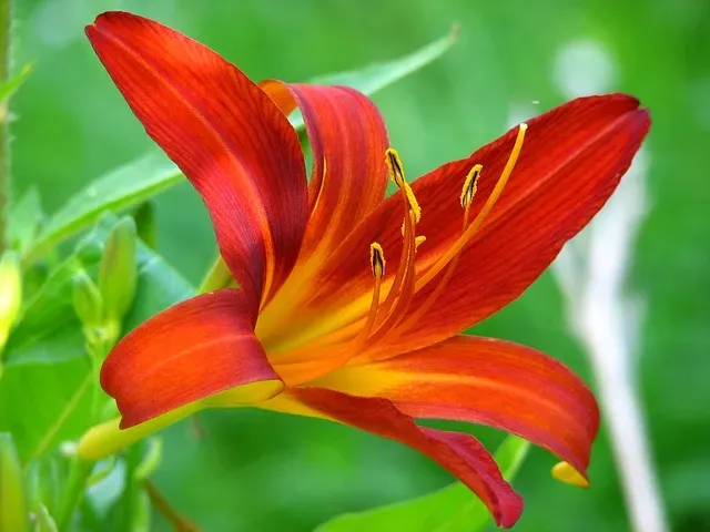 Ces plantes de jardin qui vous veulent du bien