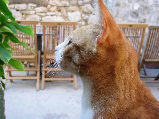 Votre chat fait exprès de vous ignorer !