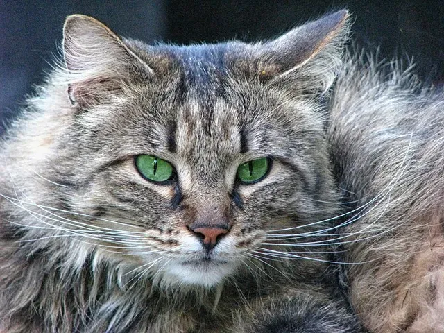 Pourquoi mon chat perd ses poils ?