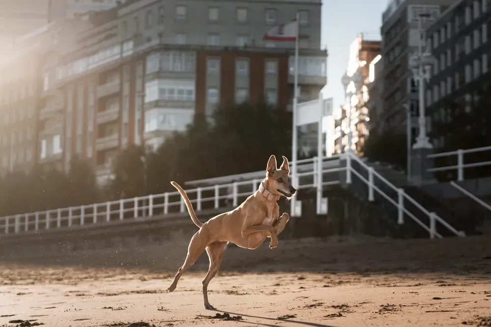 Akita Inu : un chien de race exceptionnel