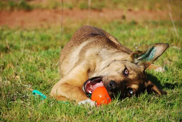 Choisir un jouet pour son chien