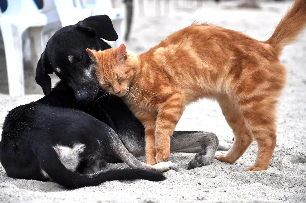 Comment choisir la bonne assurance pour son animal de compagnie ?