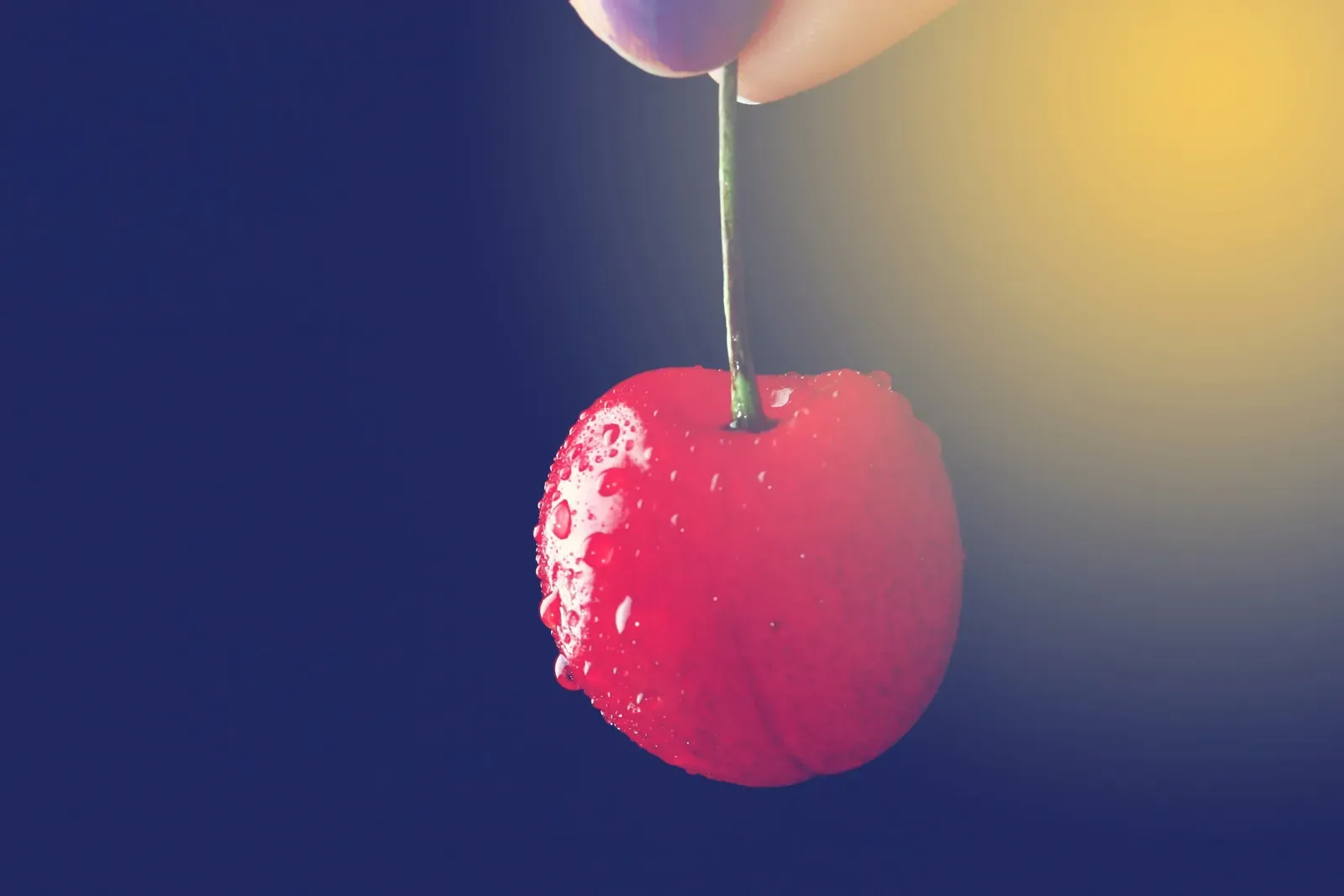 Comment cultiver des tomates cerises en pot ?