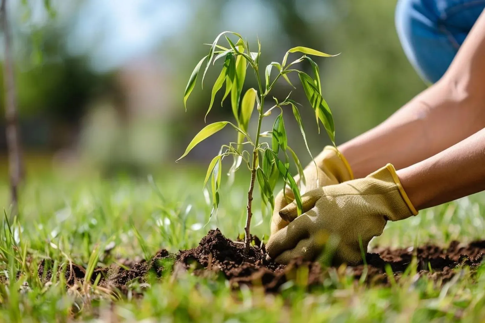 Comment planter un saule pleureur ?