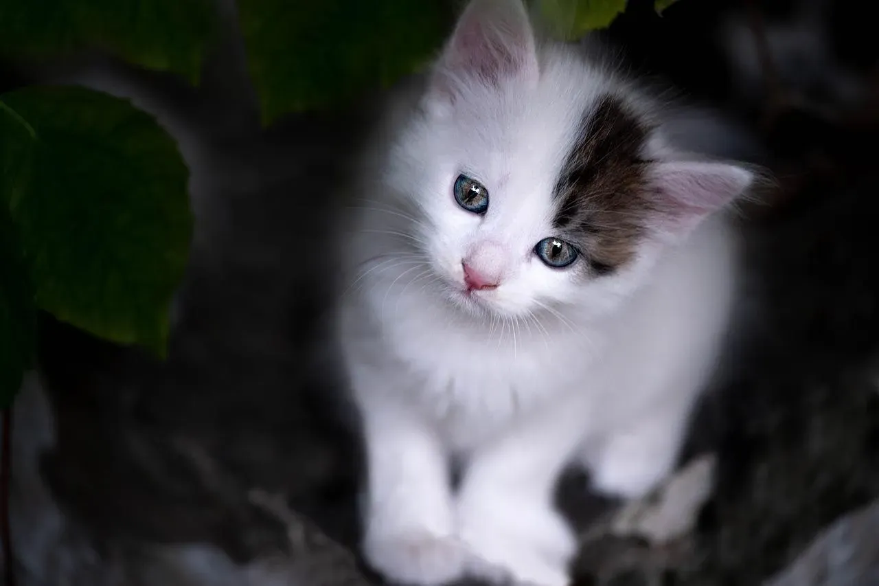 Comment s’occuper d’un chaton orphelin ?