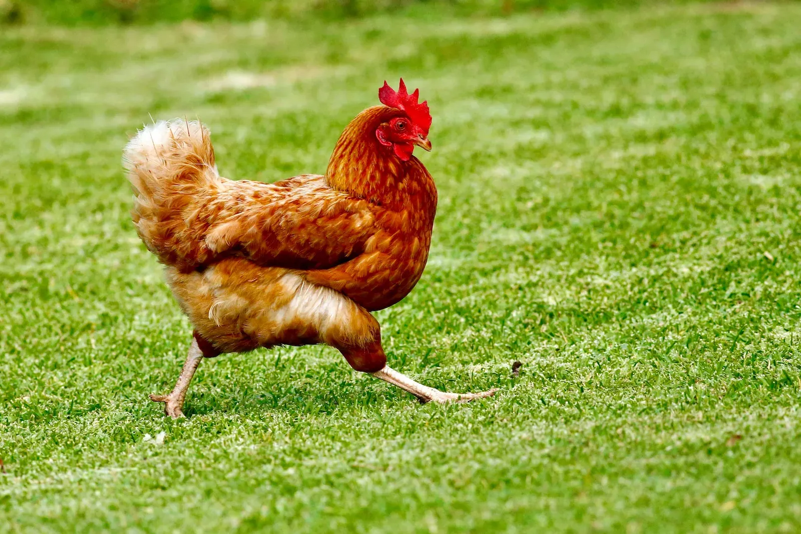 Comprendre et agir face à une poule qui ne tient plus sur ses pattes : solutions et soins adaptés