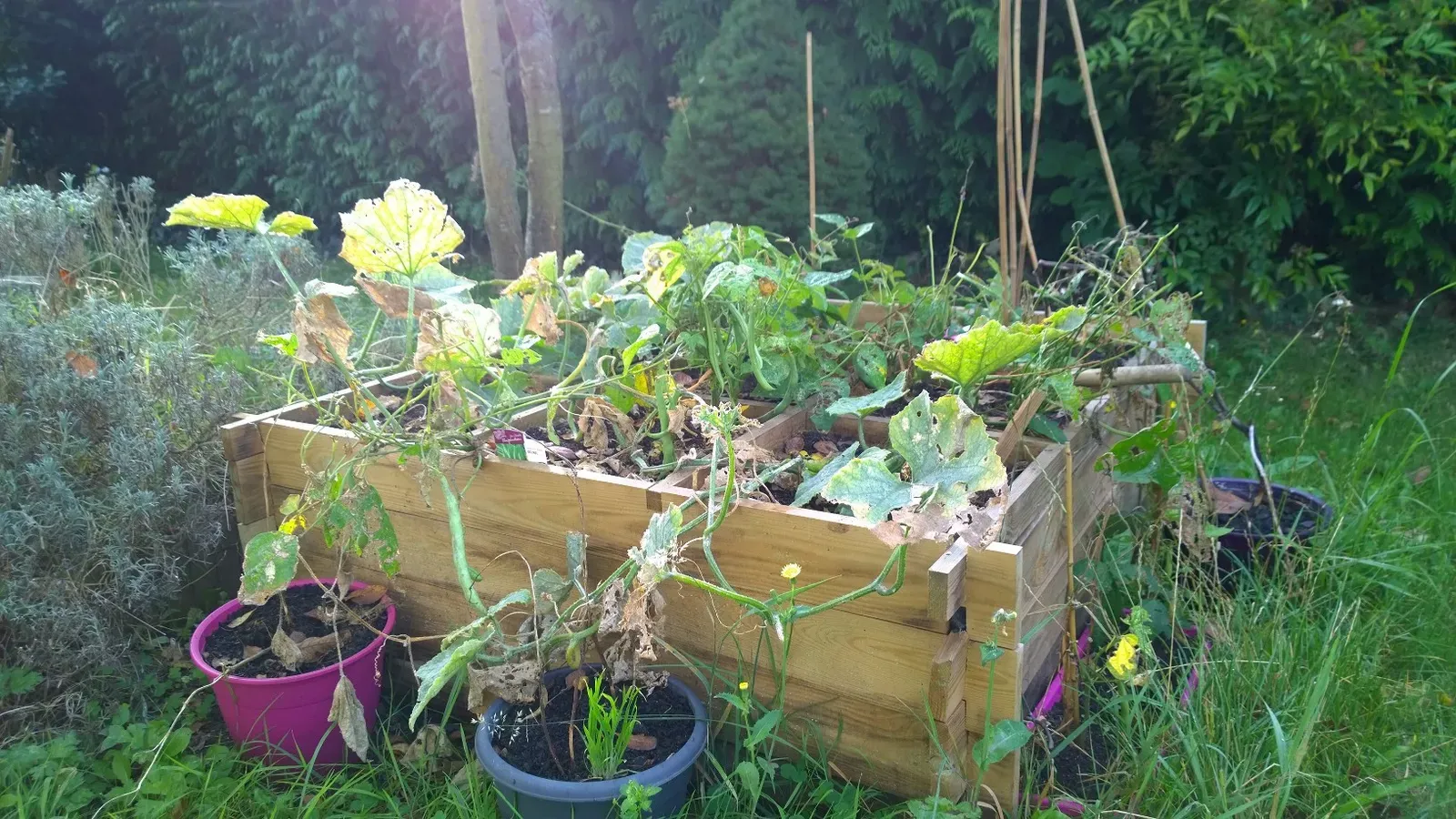 Comment créer un potager chez soi ?