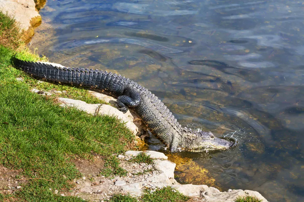 Le Crocodile du Nil : Caractéristiques et Reproduction