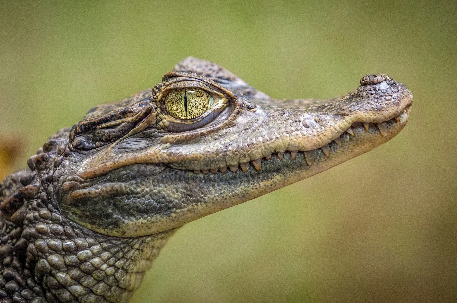 Découvrons ensemble: quel animal détient le record du nombre de dents?