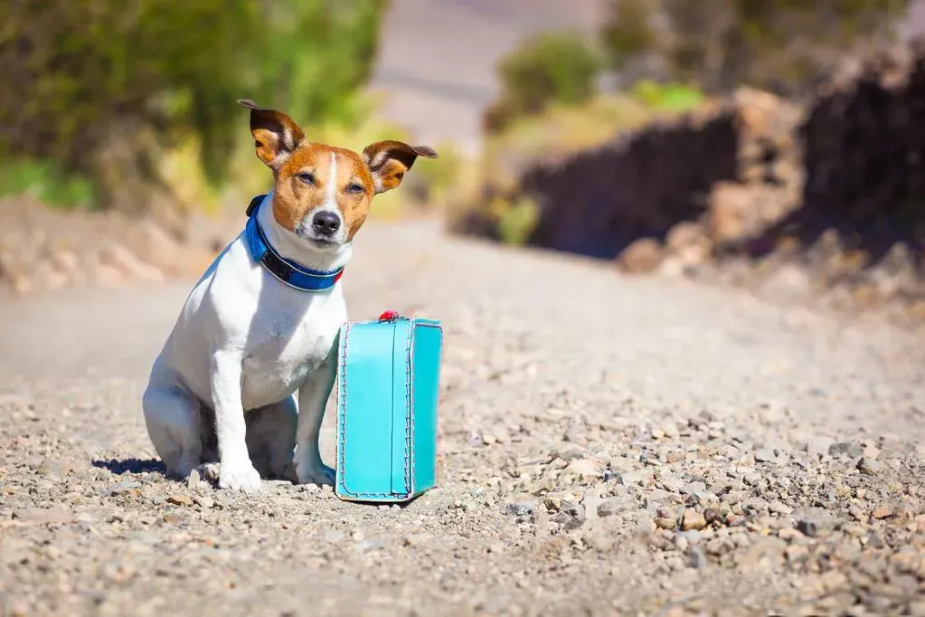 Départ en vacances : quid de la garde de son chien ?