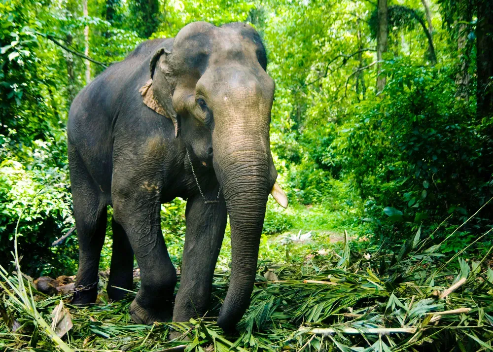 L’éléphant d’Asie : Un Mammifère Majestueux