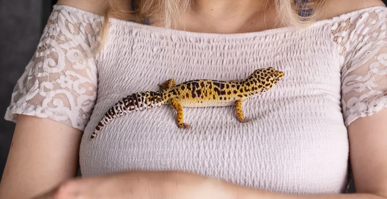 Comment construire un enclos pour les lézards : Conseils et idées pour un habitat idéal