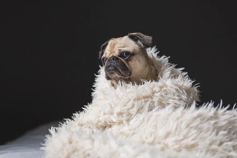 Que faire si votre animal prend froid ?