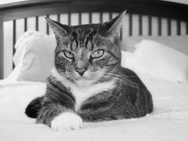 Faut-il laisser son animal de compagnie dormir dans son lit ?