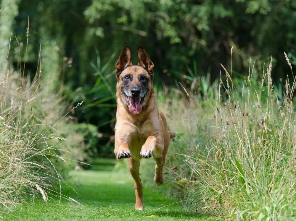 Fugue d’animal de compagnie : comment l’éviter ?