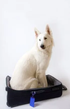 Garde d’animaux
