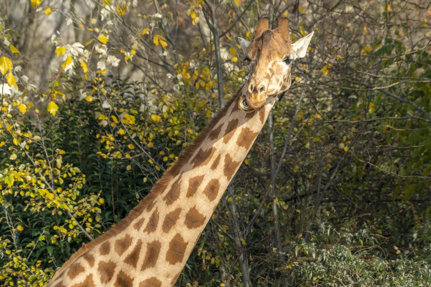 La Girafe Rothschild, Une Espèce Endémique et Menacée