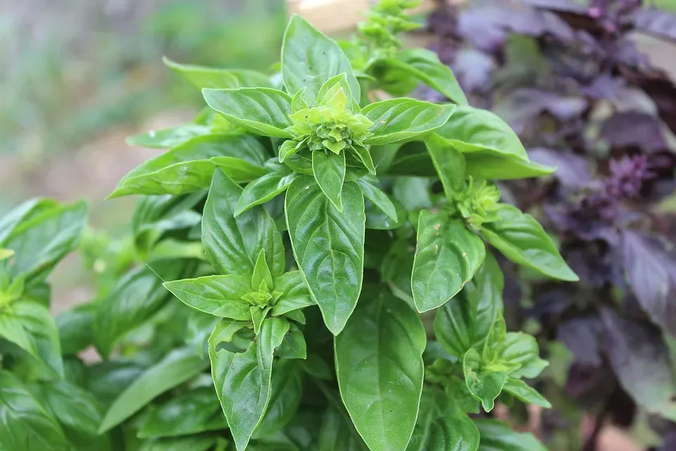 Cultiver des herbes aromatiques en intérieur