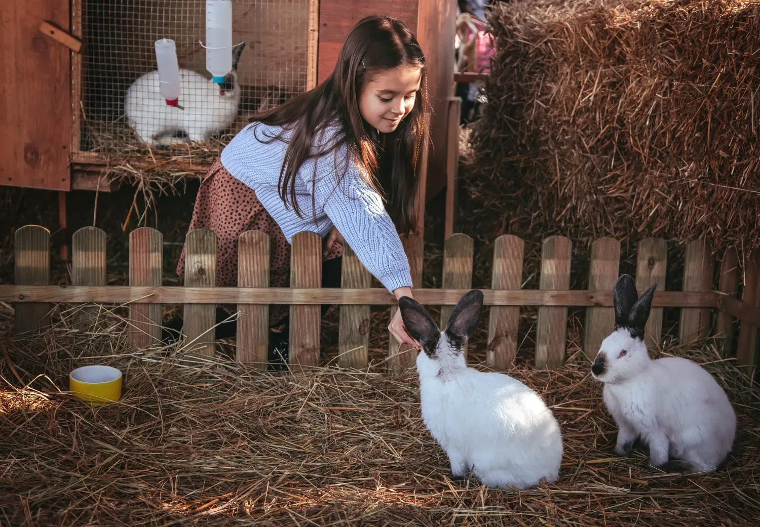 Les différentes maladies chez le lapins de compagnie