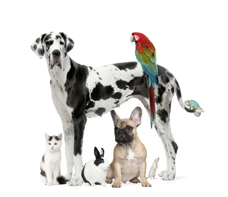 Le dressage du chien
