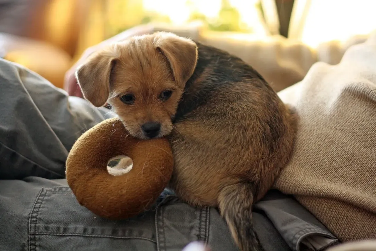 Les indispensables accessoires dans les boutiques pour animaux