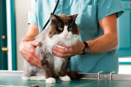 Les métiers avec animaux