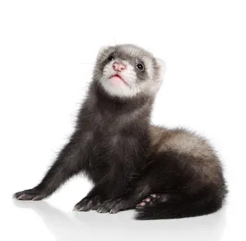 Les Nouveaux Animaux de Compagnie (NAC)