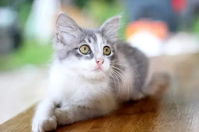 Les principales maladies des chats