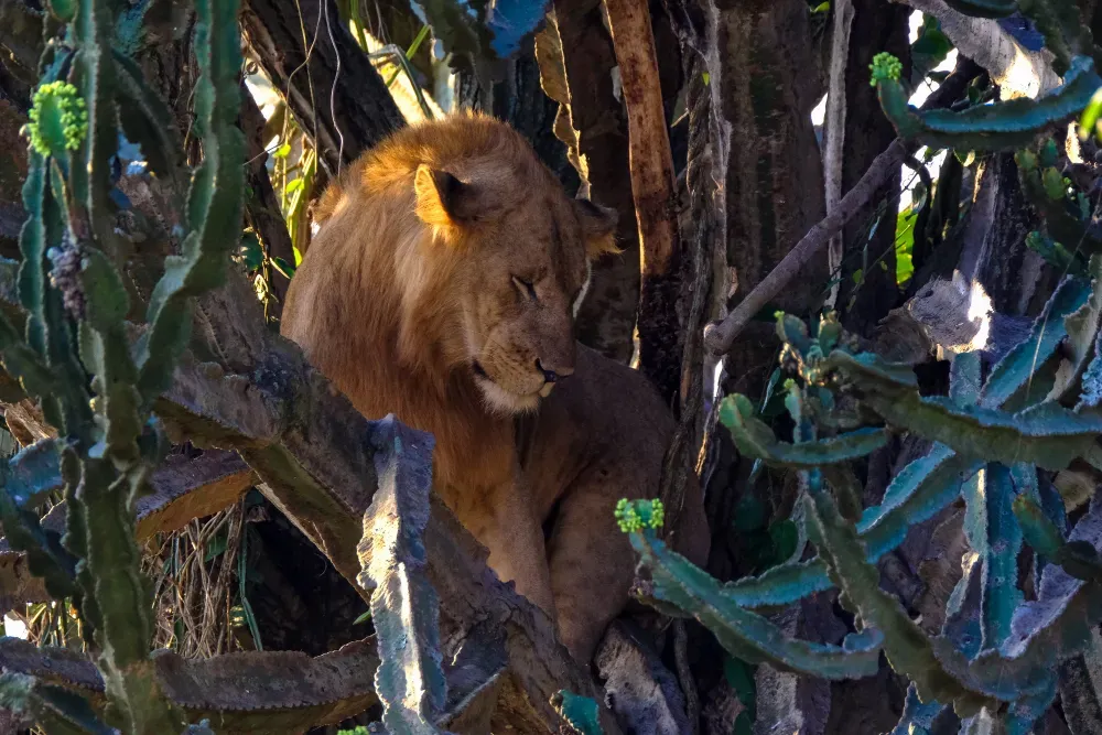 Le lion d’Afrique, un mammifère carnivore majestueux