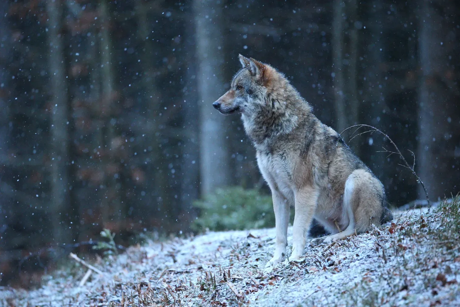 Le loup gris, le prédateur de la forêt