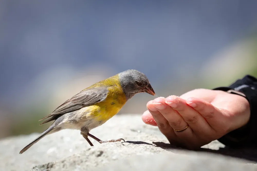 Les oiseaux de compagnie : le choix s’avère multiple