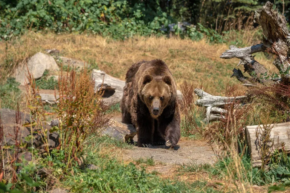 Un aperçu sur le grizzli : une sous-espèce de l’ours brun