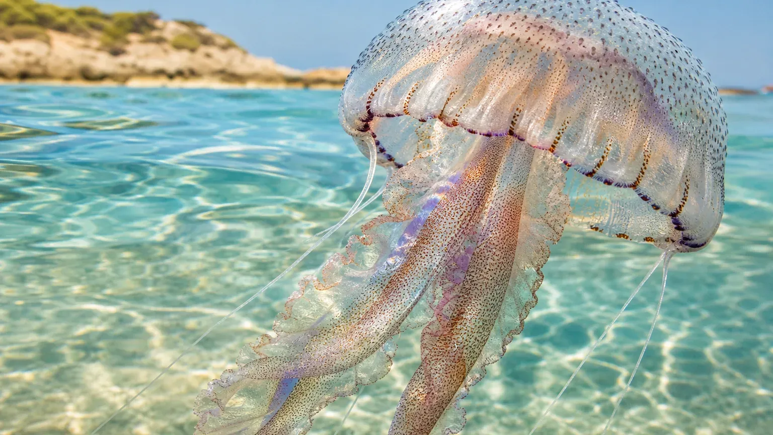 Méduse translucide flottant près de la surface dans une eau de mer turquoise