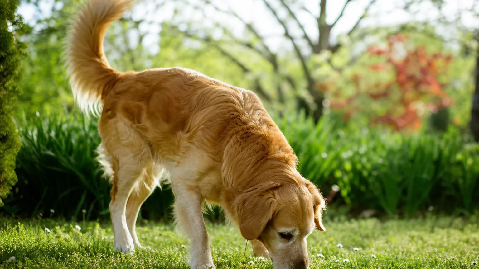 Chien broutant de l'herbe verte dans un jardin ensoleillé