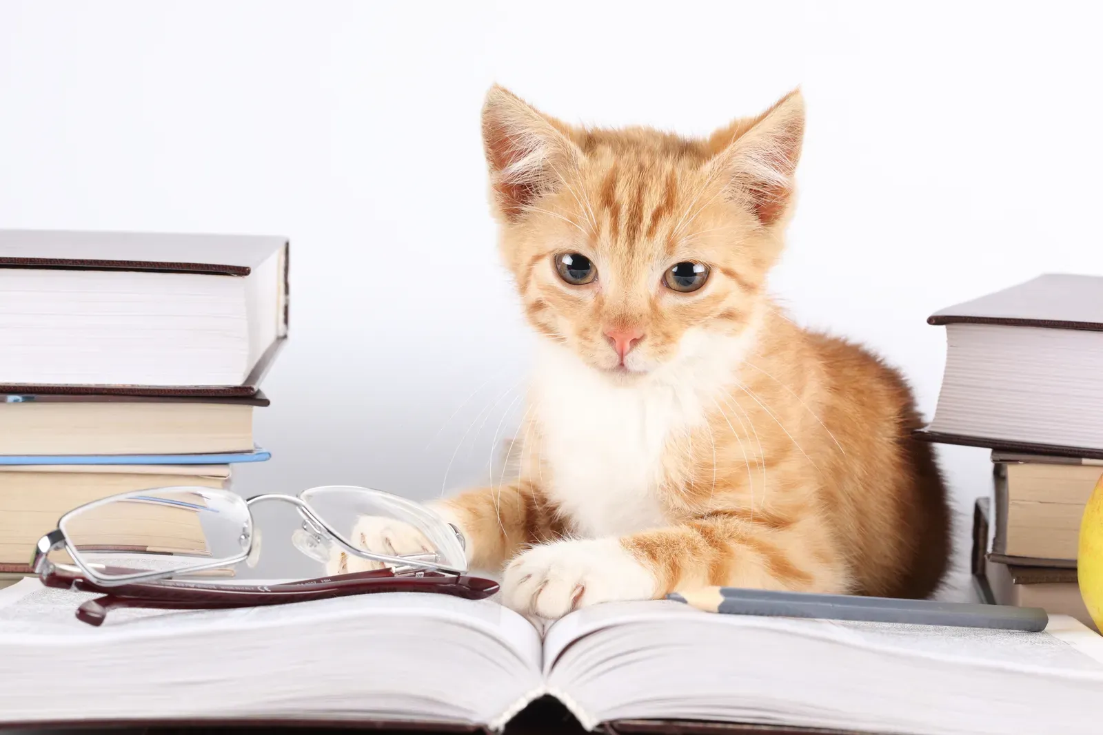 Parce que votre animal de compagnie vaut tout l’argent du monde