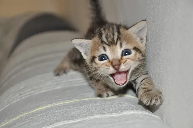 Que faire quand un chat urine partout