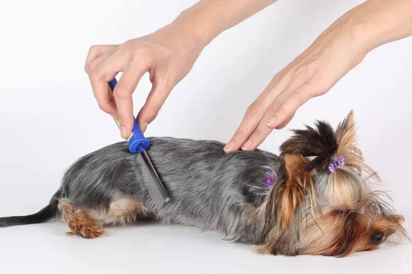 Que faire quand un chien se gratte