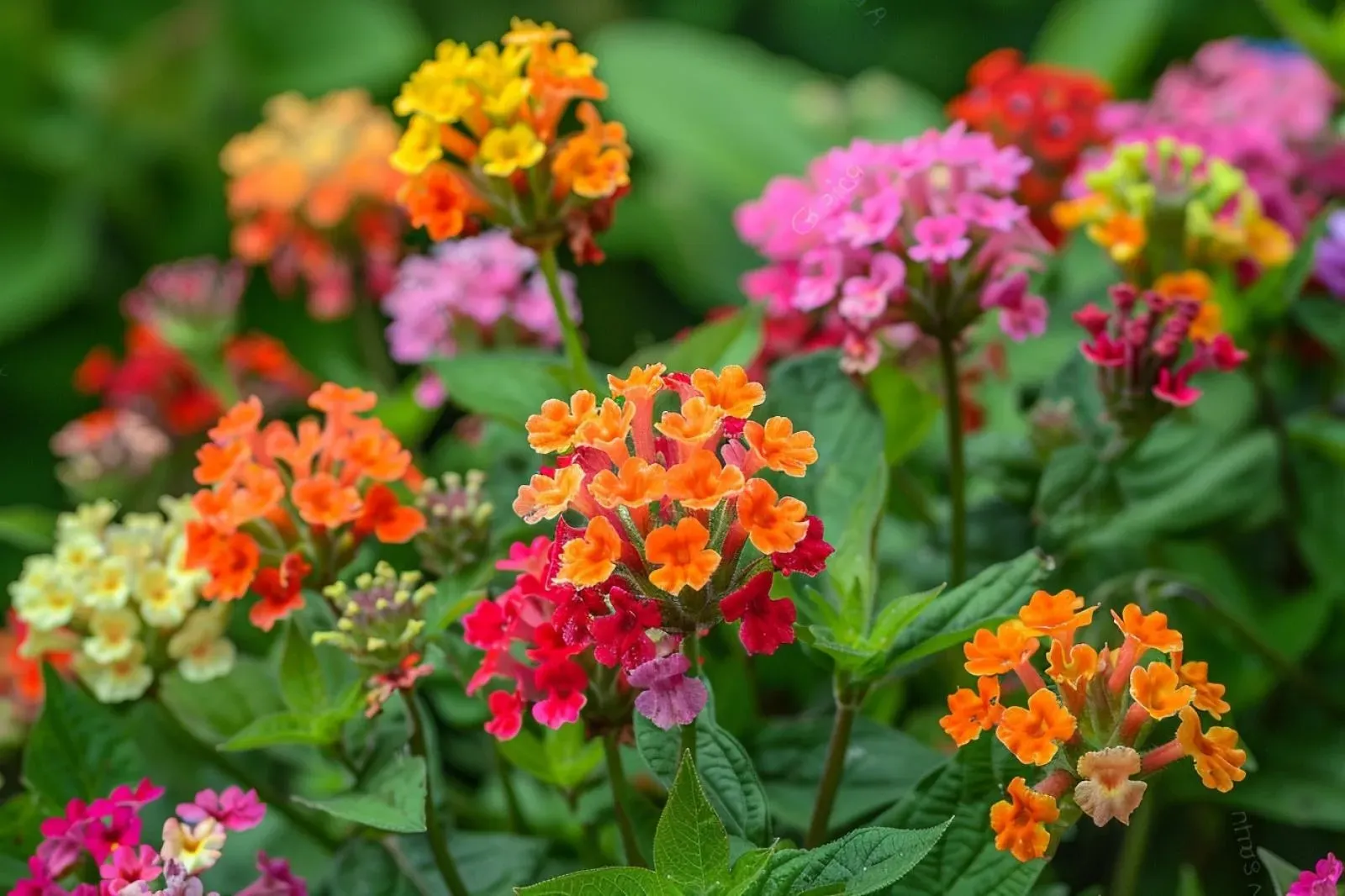 Quelle est la meilleure taille pour tailler les lantanas ?
