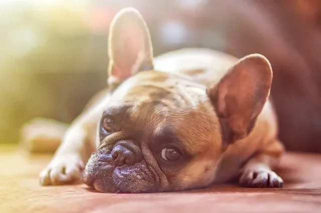 Reconnaitre les symptômes d’une bronchite chez le chien