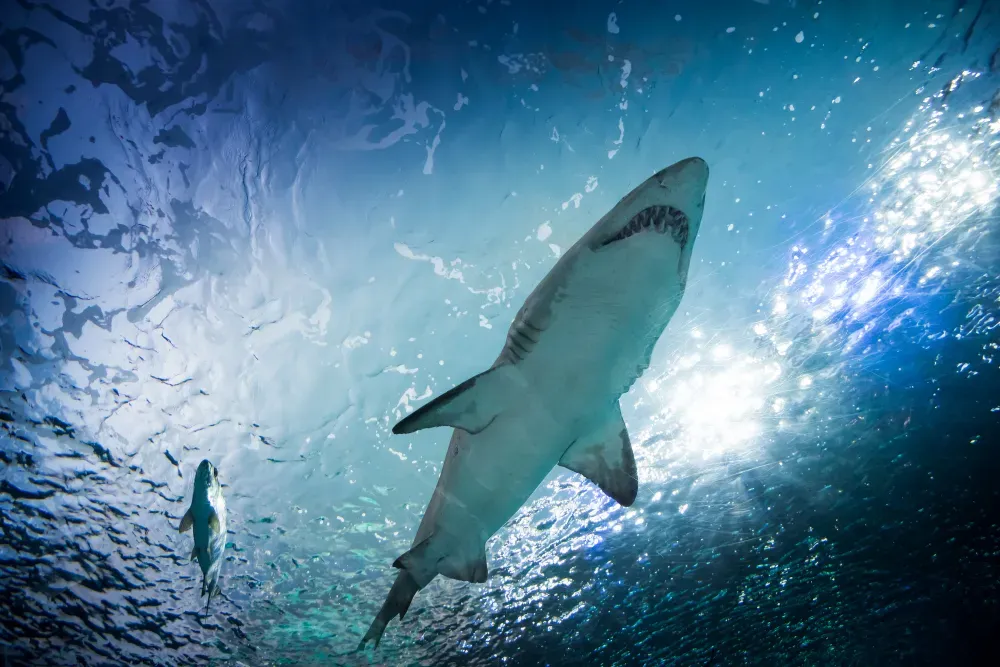 Le Requin-Bouledogue : Quand l’Agressivité se Mêle à la Vitesse