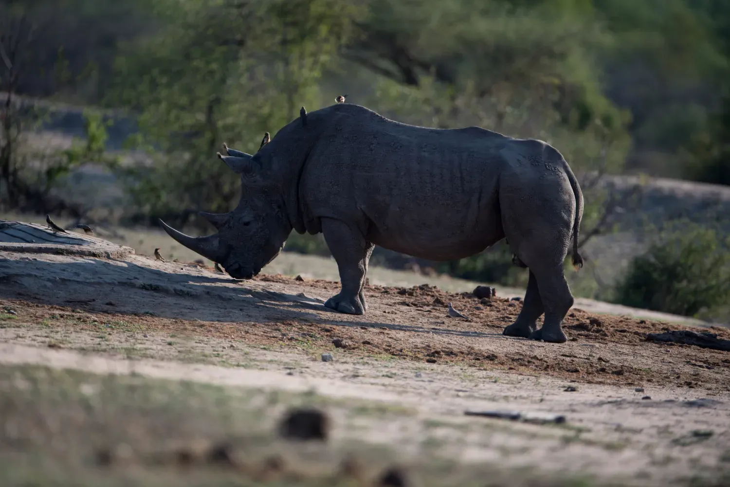 Le Rhinocéros Noir de Java : Une Espèce Menacée