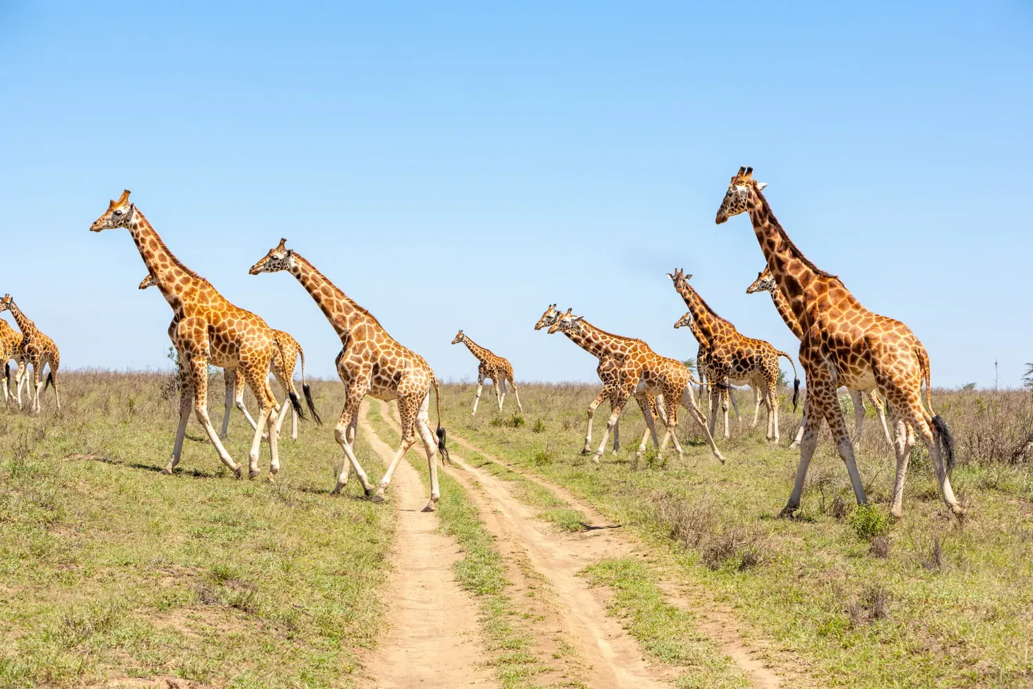 Embarquez pour une aventure inoubliable en safari Tanzanie