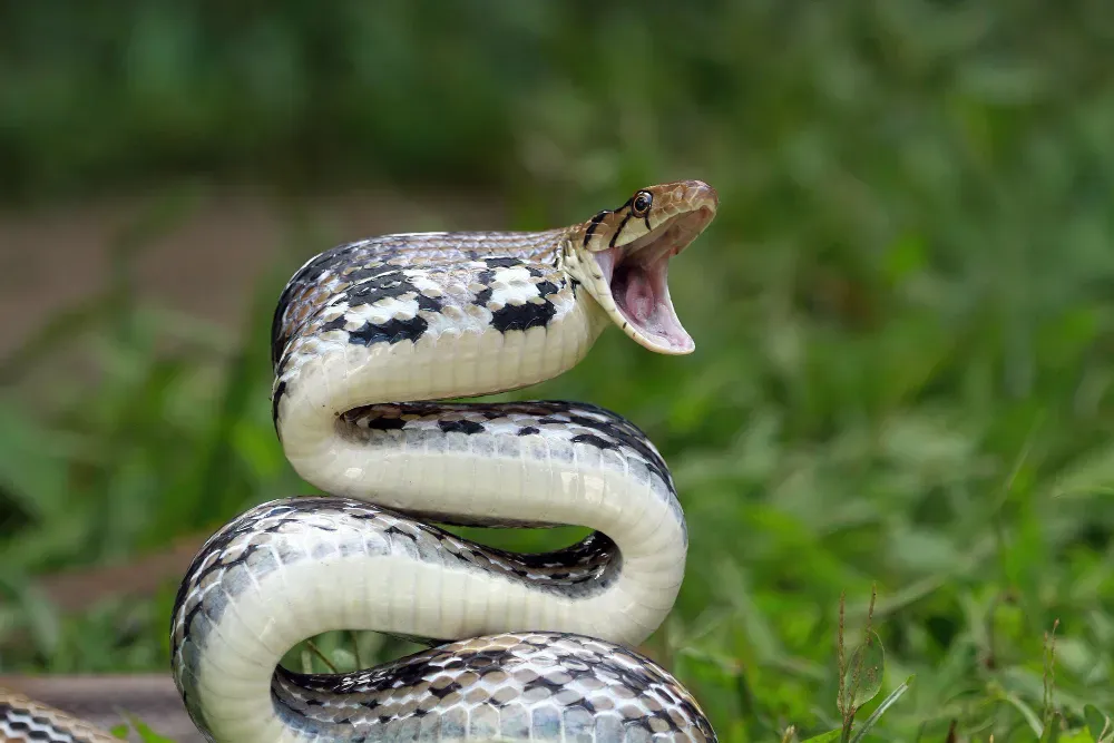 Le serpent à sonnette – Nature et comportement