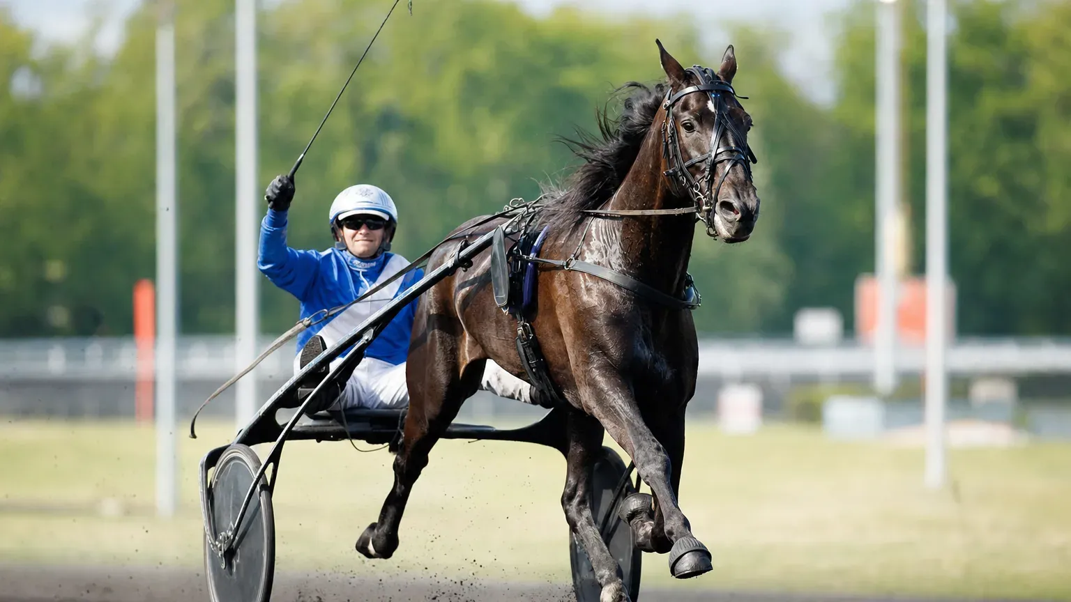 Singalo devient champion du monde au trot monté