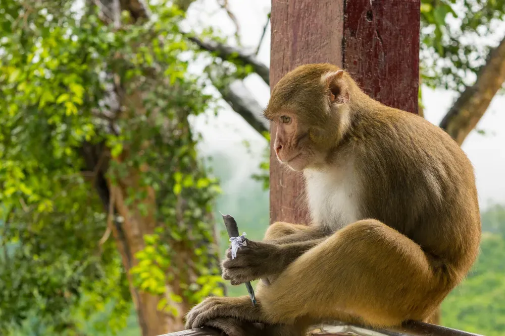 Le singe capucin : un mammifère faisant partie des primates