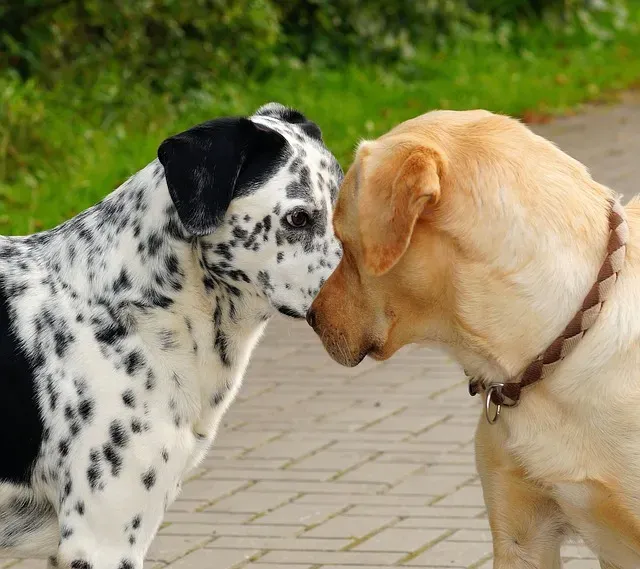 Tout savoir sur la stérilisation de la chienne