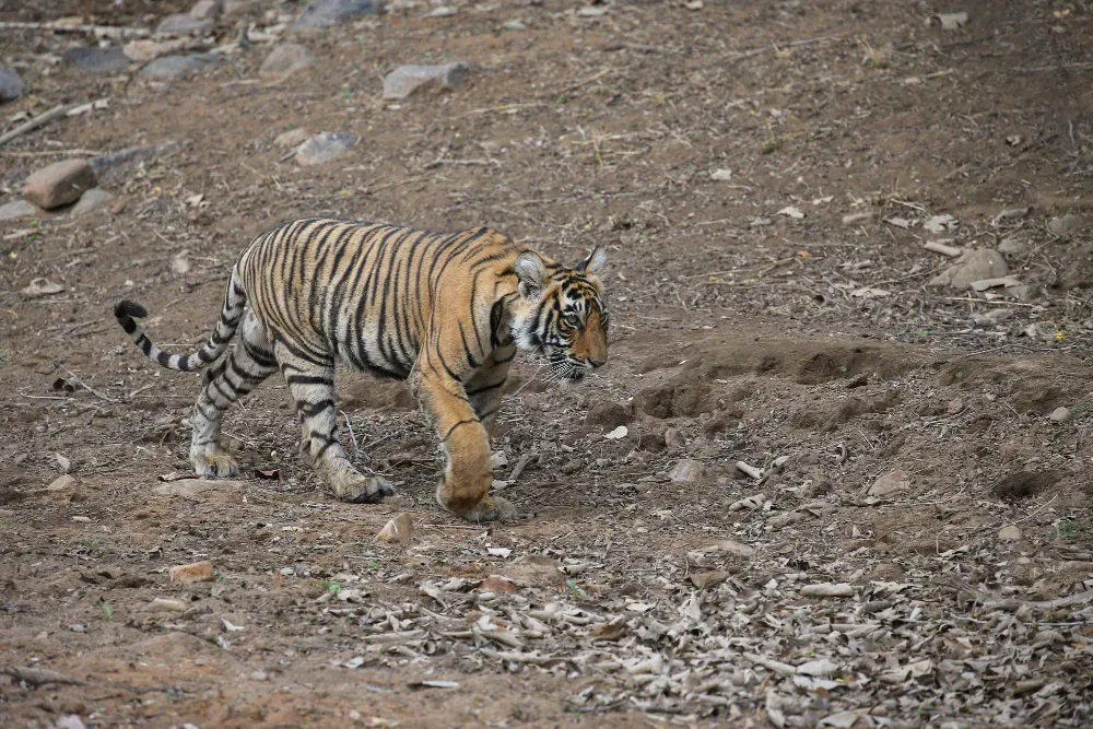 Le Tigre de Sibérie, un Félin très Apprécié
