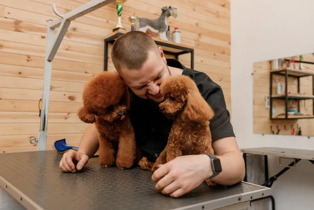 Toilettage pour chiens : comment bien s’occuper de son animal domestique ?